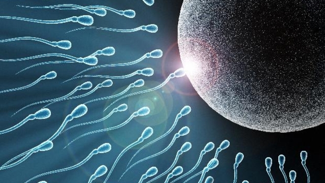 пол ребенка зависит от спермотозоида
