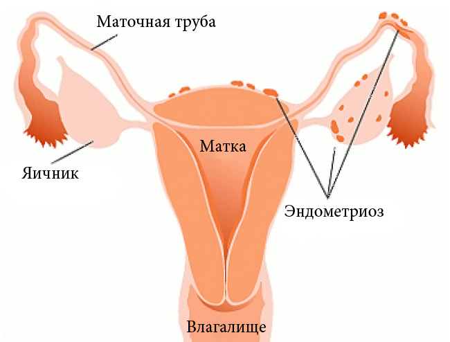 женские органы
