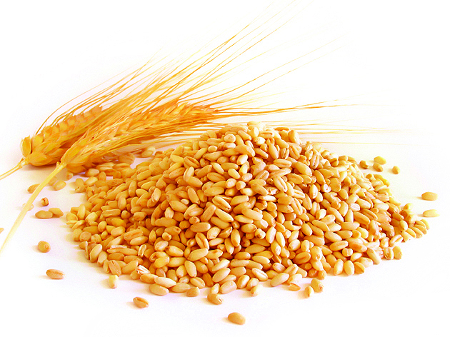 режим питания пшеница