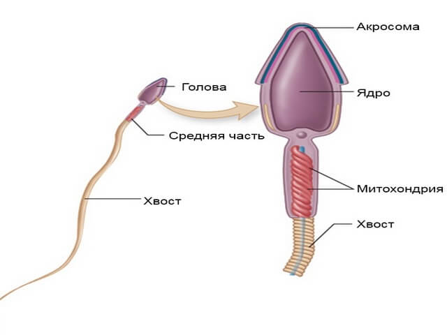 строение сперматозоида