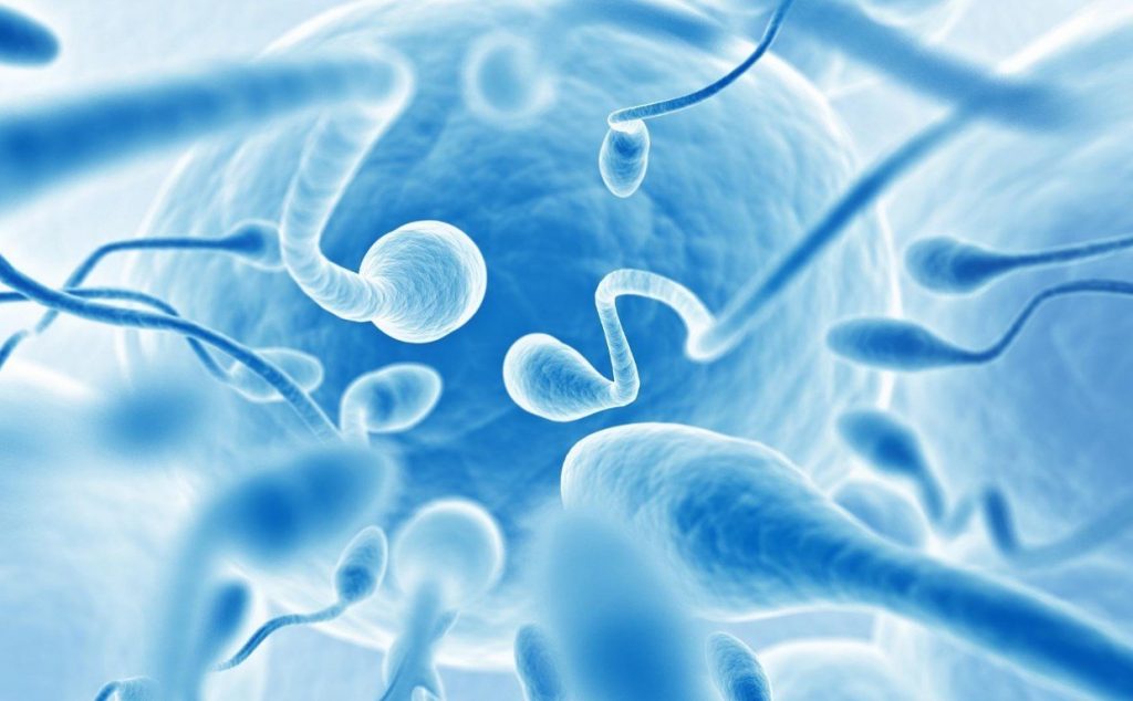 Сколько дней живет сперма в матке