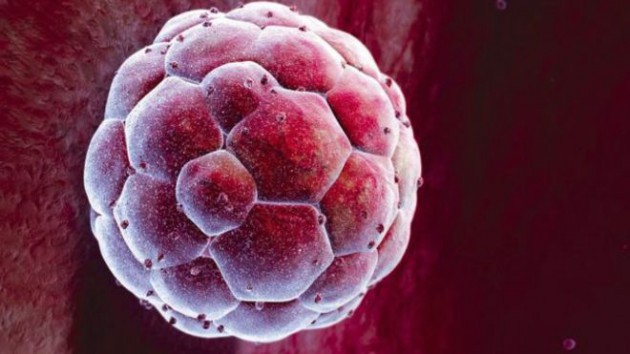 Дни после переноса эмбрионов при ЭКО: что важно знать