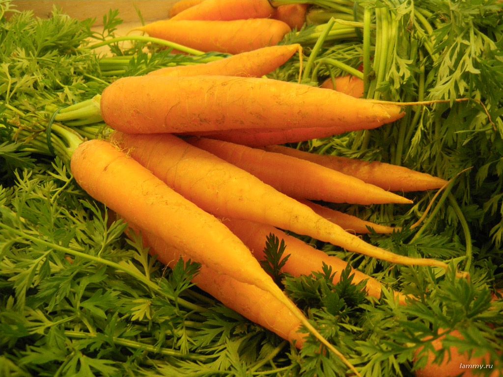Свежая морковь для приготовления пюре малышу