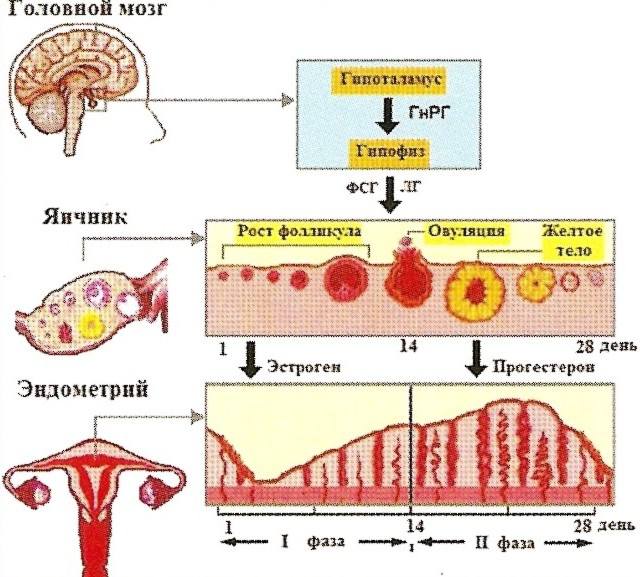Реферат: Менструальный цикл и его регуляция