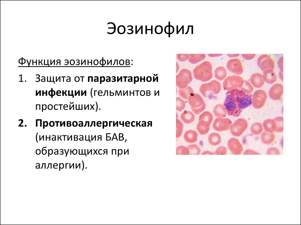 Что такое эозинофилы в анализе крови при беременности thumbnail