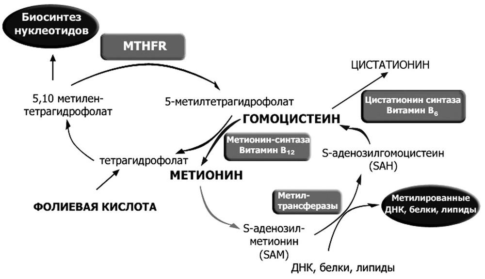 Фолиевый цикл. Метаболизм гомоцистеина схема. Метаболизм фолиевой кислоты схема. Цикл метионин гомоцистеин. Метаболизм метионина гомоцистеин.