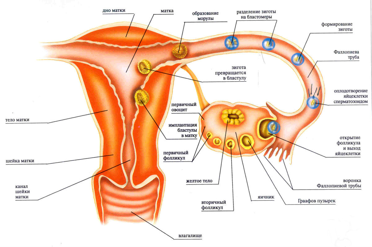 внедрение яйцеклетки в эндометрий