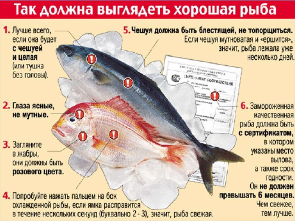 Какая должна быть рыба. УАК выбовть свежуюрыбу. Как определить свежесть рыбы. Нежирная морская рыба. Признаки качества рыбы.
